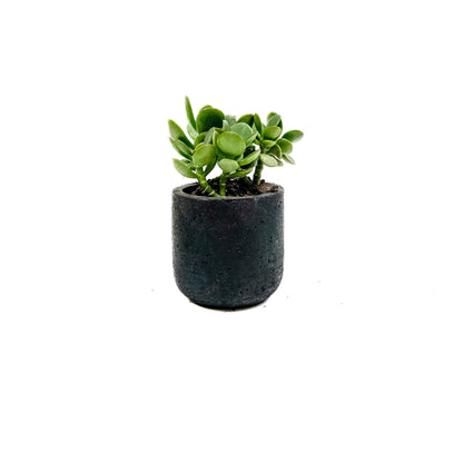 Mini Wilson Succulent