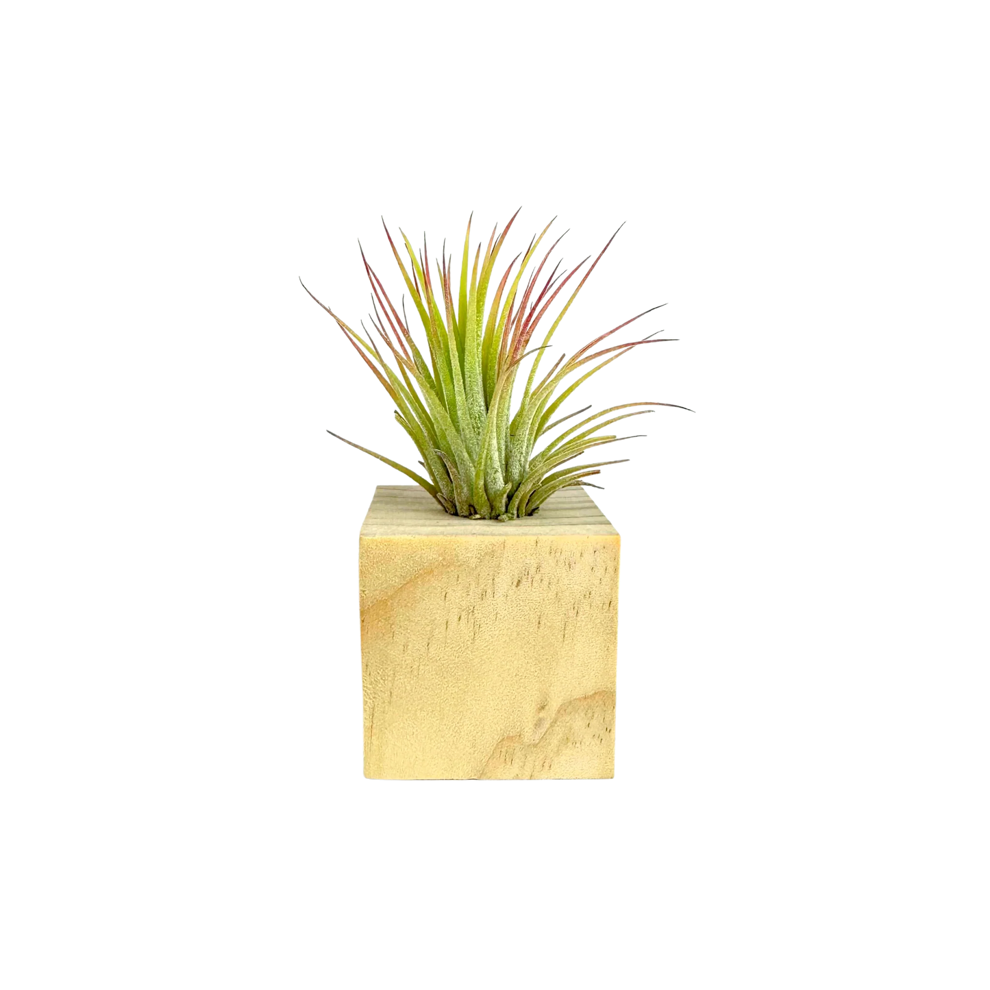 Air Plant Cube in Wooden Block