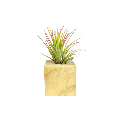 Air Plant Cube in Wooden Block