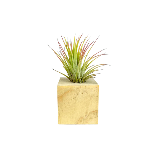 Air Plant Cube in Wooden Block