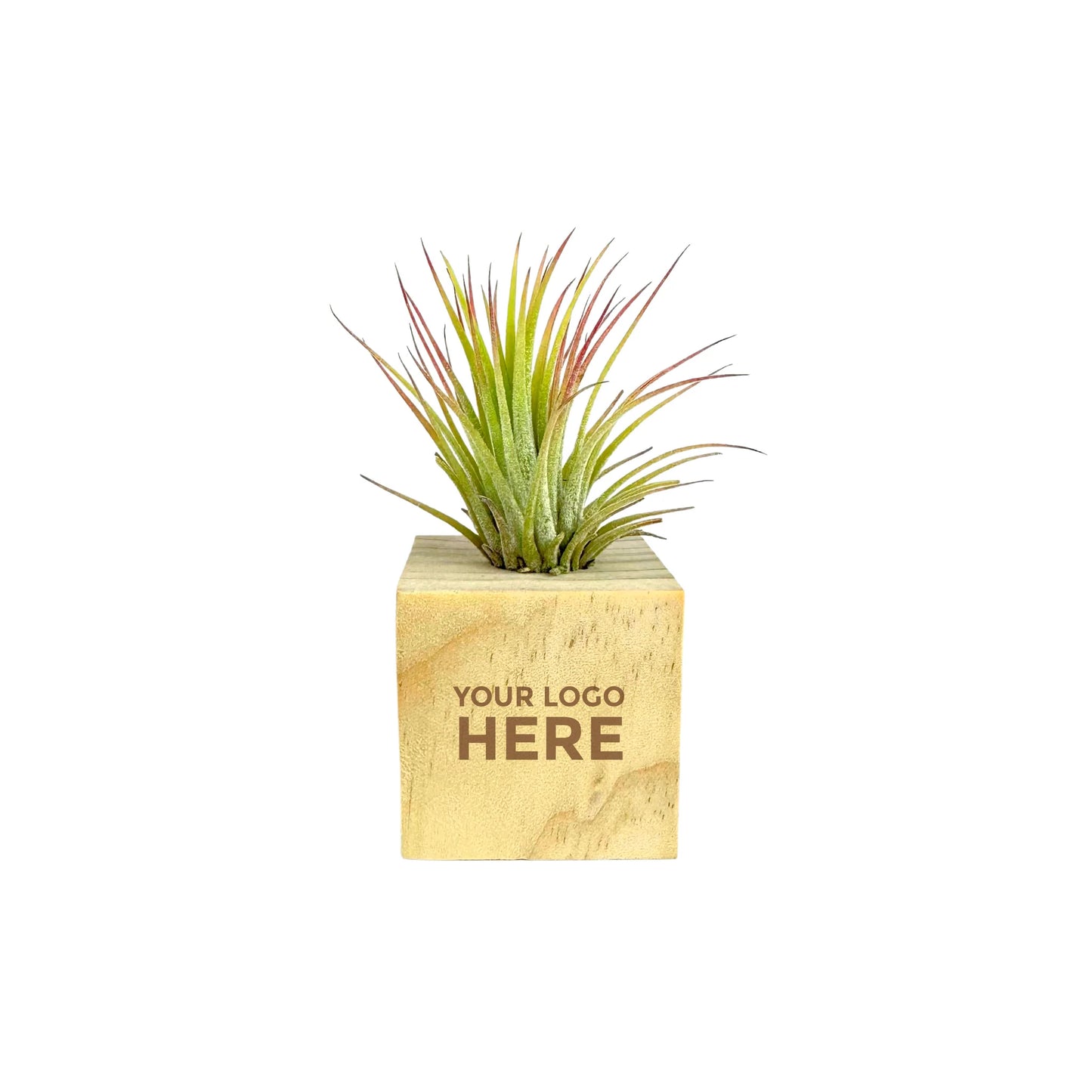 Air Plant Cube in Wooden Block