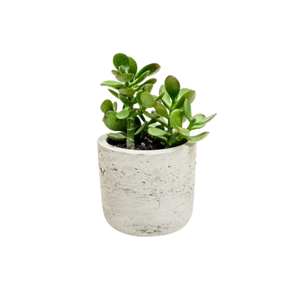 Mini Wilson Succulent