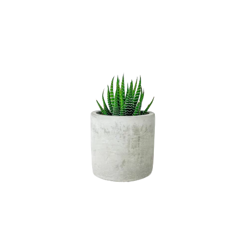 The Mini Parker Succulent