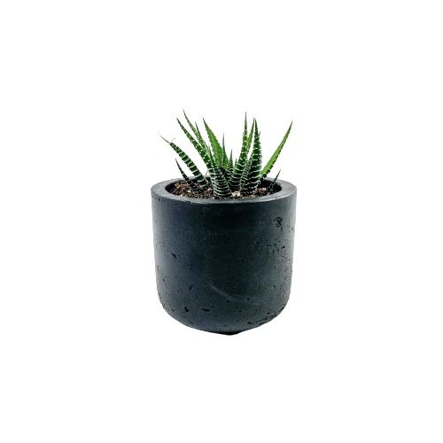 Mini Wilson Succulent