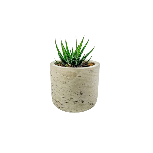 Mini Wilson Succulent