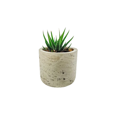 Mini Wilson Succulent